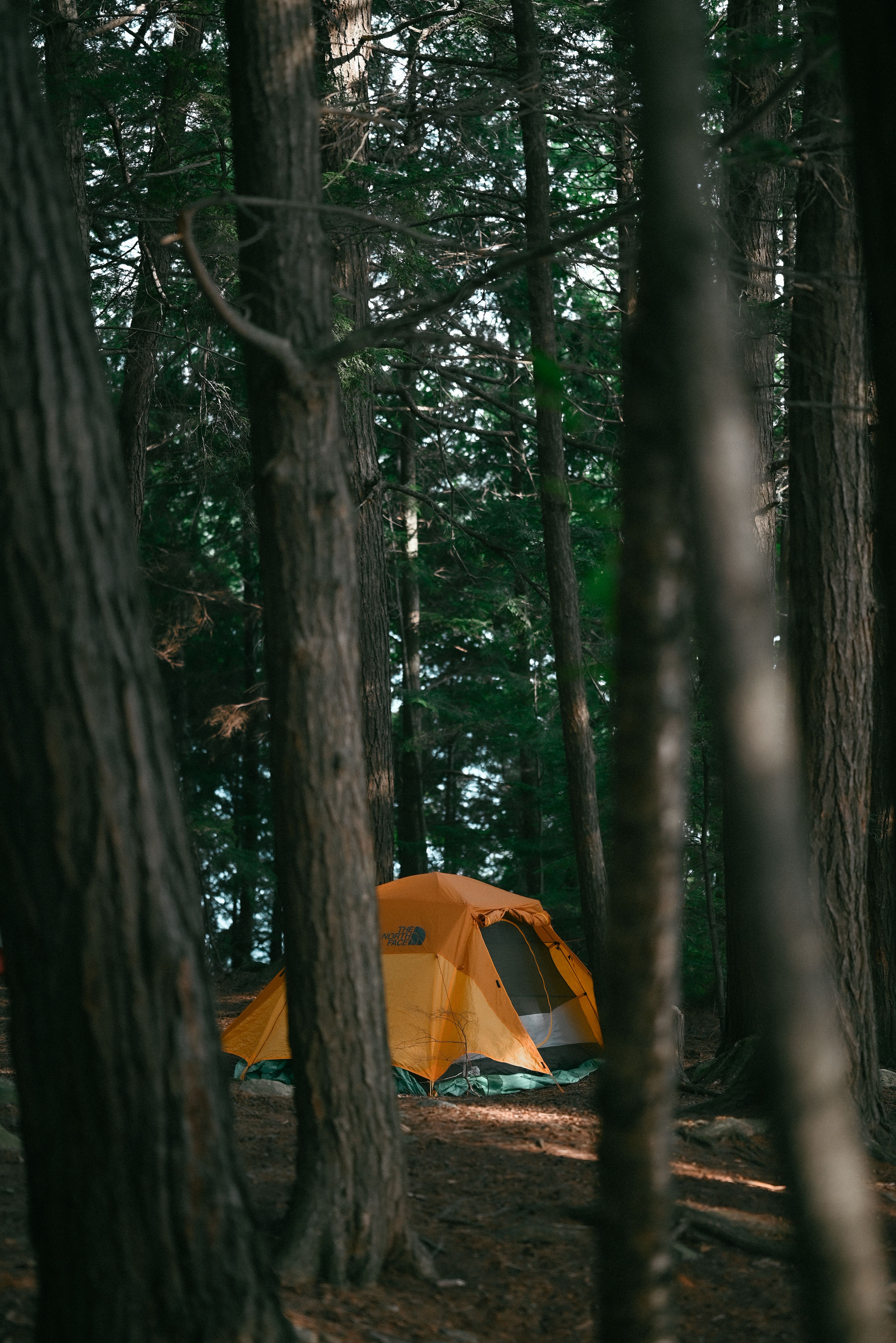 Family enjoying camping activities